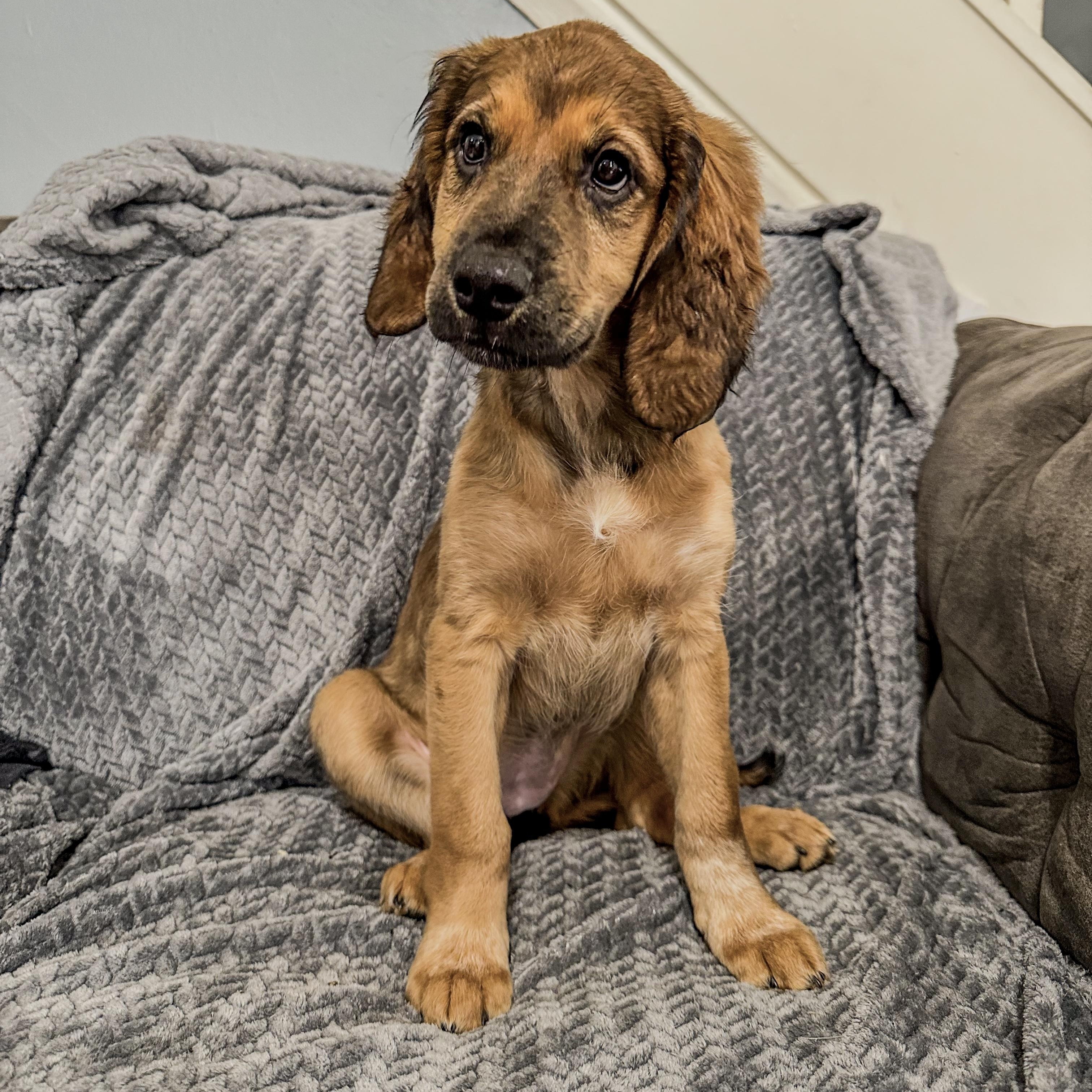 Enlarge Nova , an adopted mixed breed in Charleston , WV image 1/6