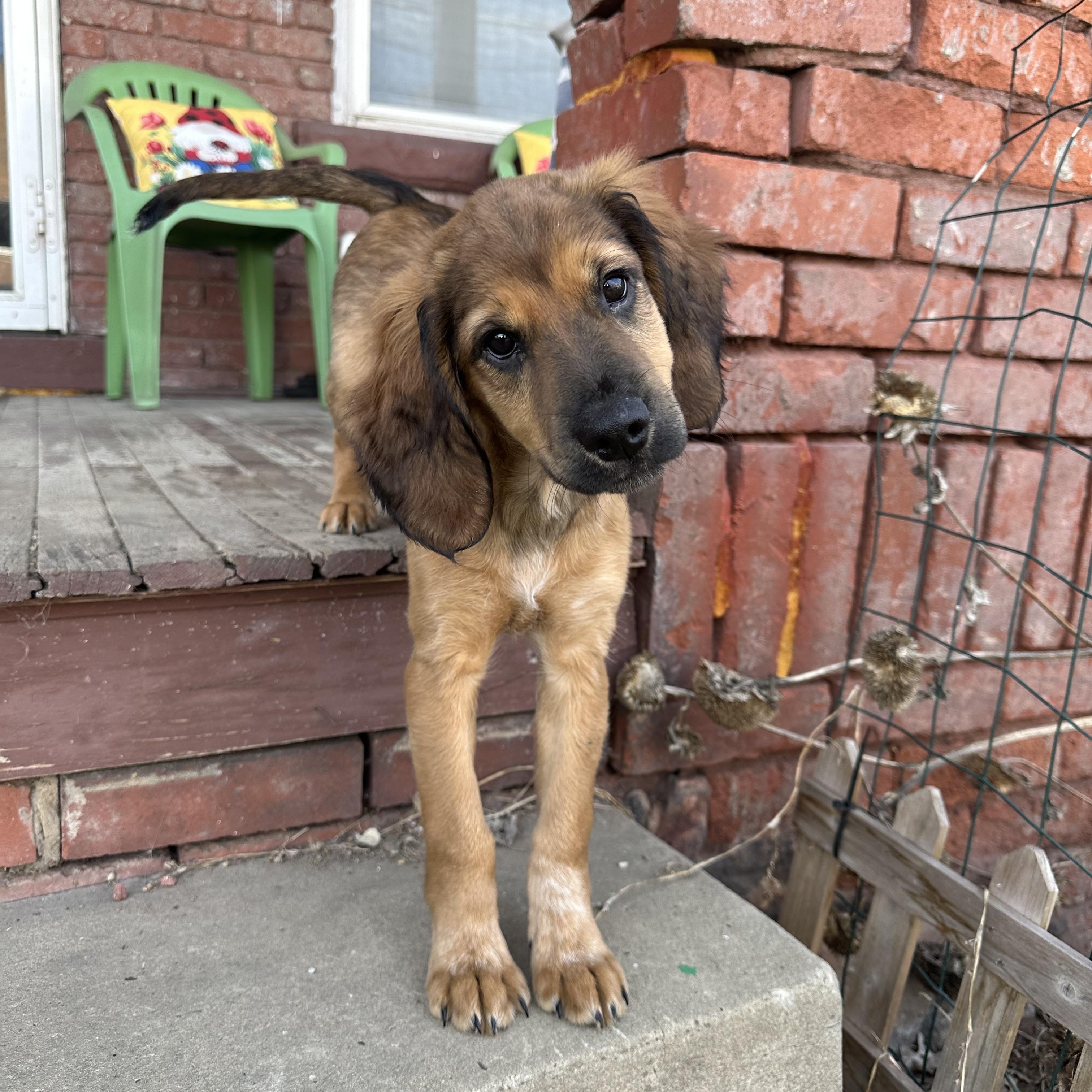 Enlarge Nova , an adopted mixed breed in Charleston , WV image 6/6