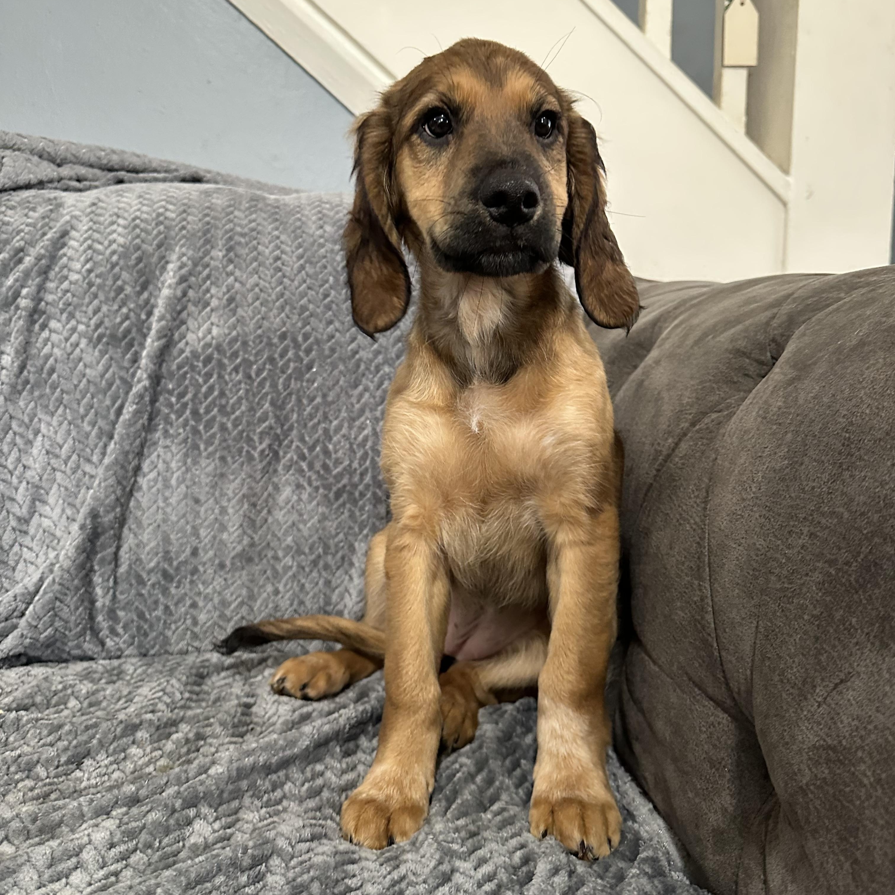 Enlarge Nova , an adopted mixed breed in Charleston , WV image 3/6