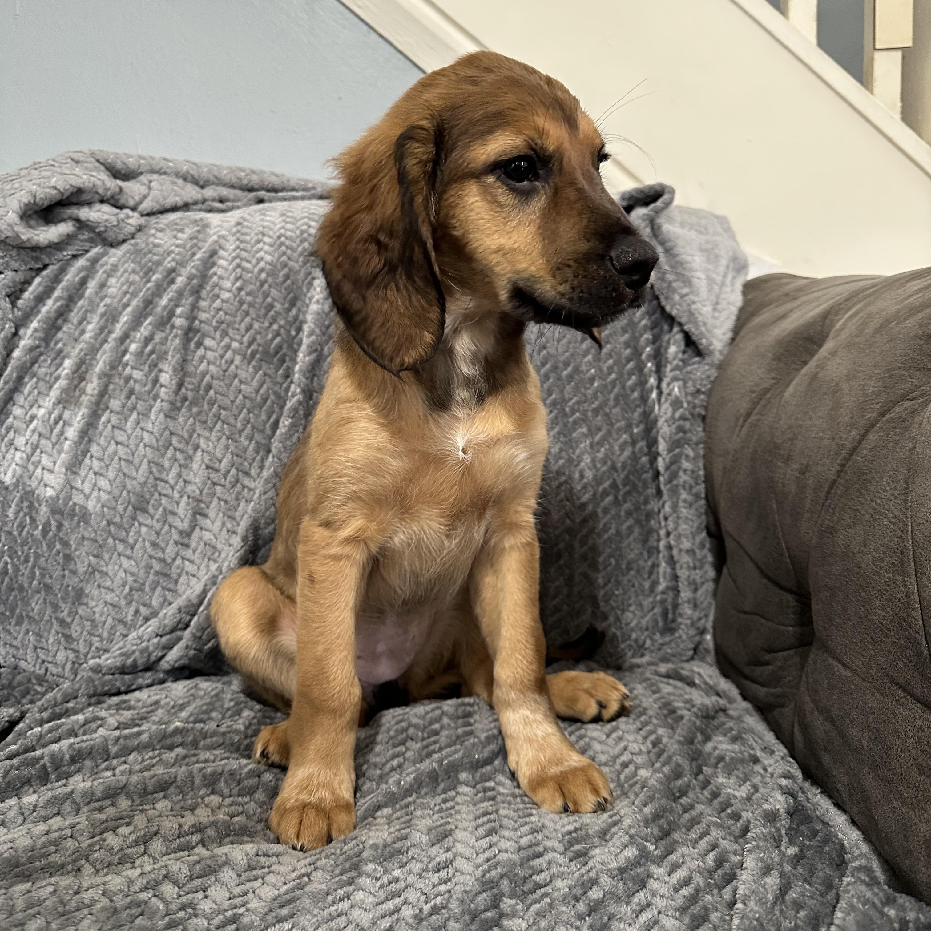 Enlarge Nova , an adopted mixed breed in Charleston , WV image 4/6