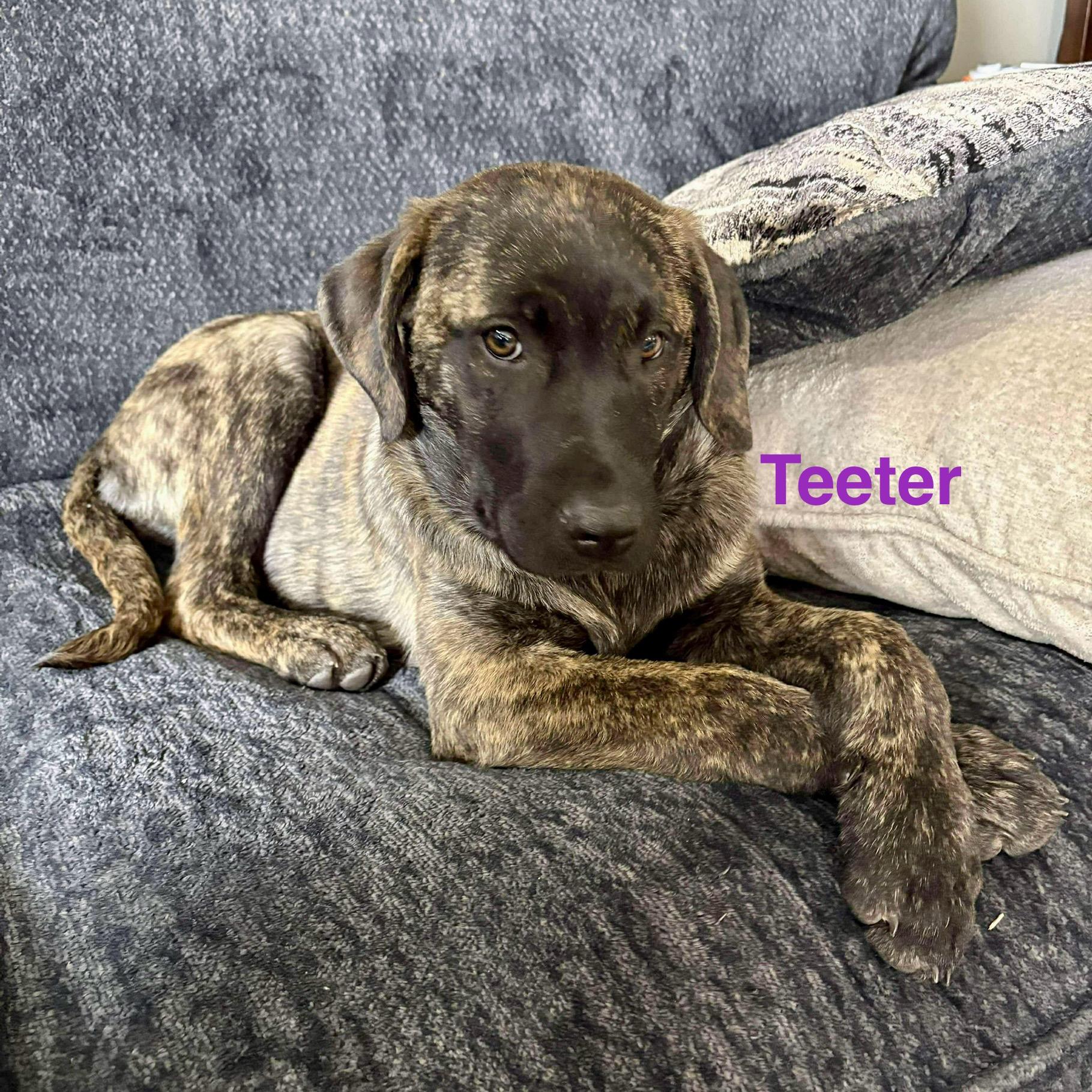 Teeter, an adoptable Mastiff in Edmonton, AB, T5Y 3N6 | Photo Image 3
