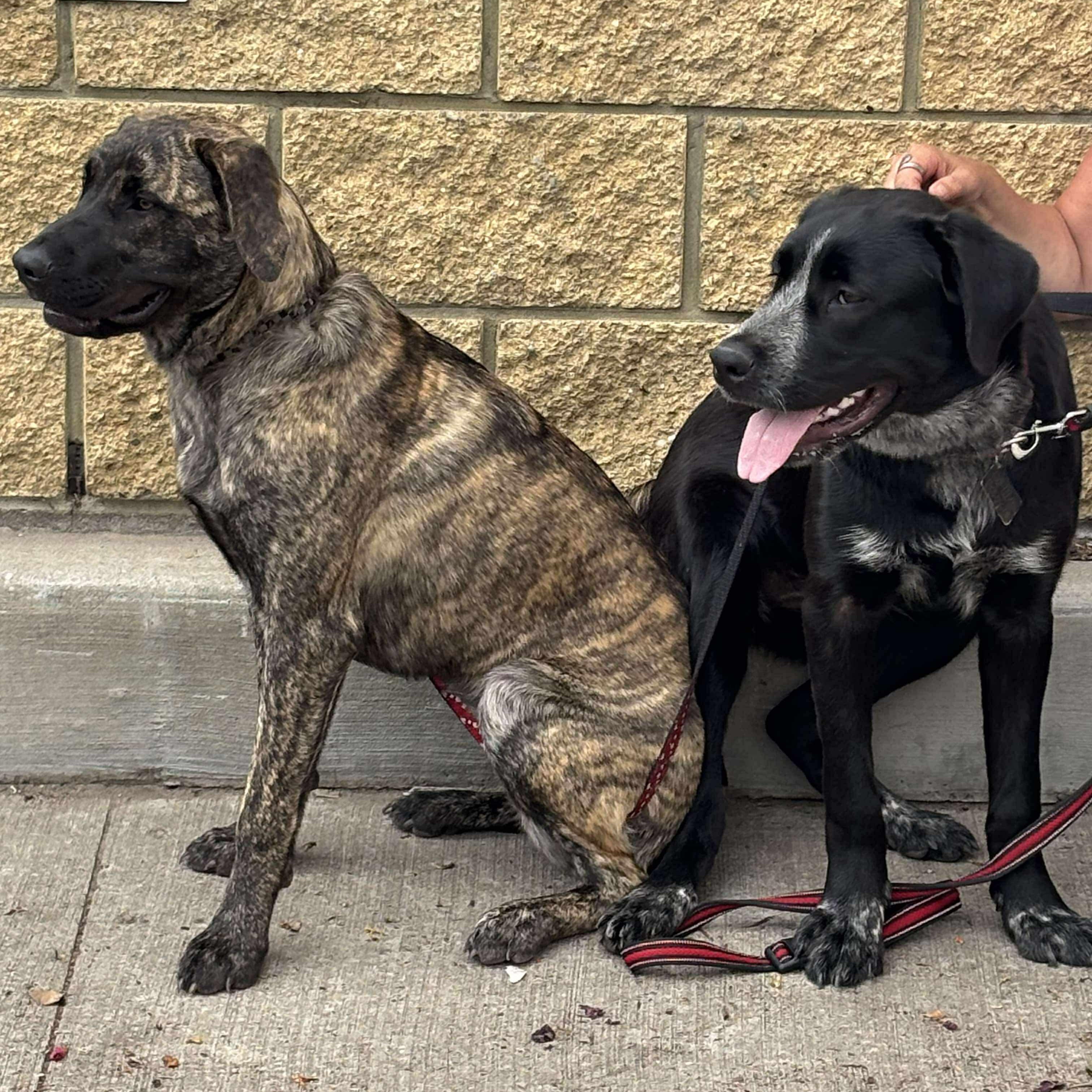 Teeter, an adoptable Mastiff in Edmonton, AB, T5Y 3N6 | Photo Image 3