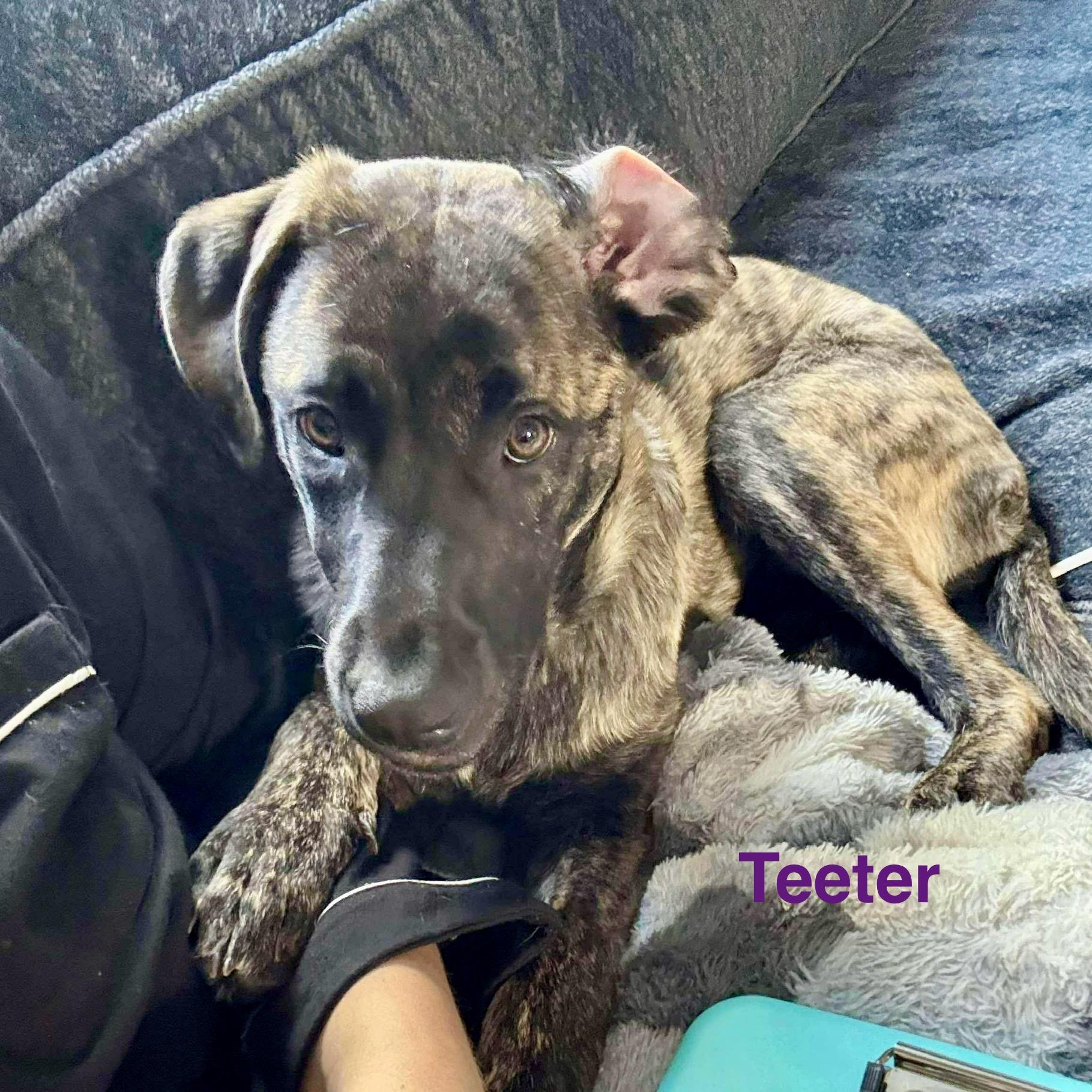 Teeter, an adoptable Mastiff in Edmonton, AB, T5Y 3N6 | Photo Image 1
