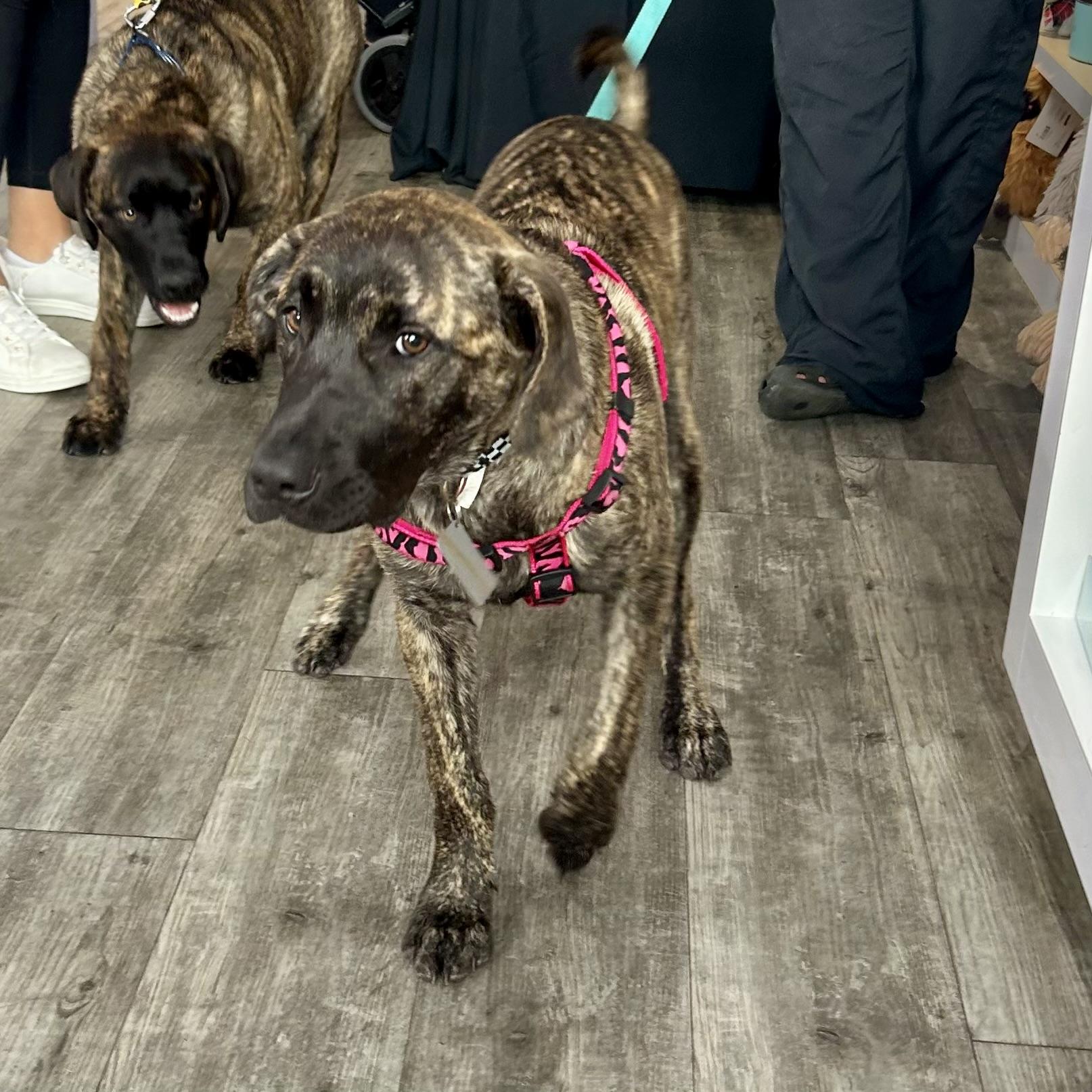 Teeter, an adoptable Mastiff in Edmonton, AB, T5Y 3N6 | Photo Image 5
