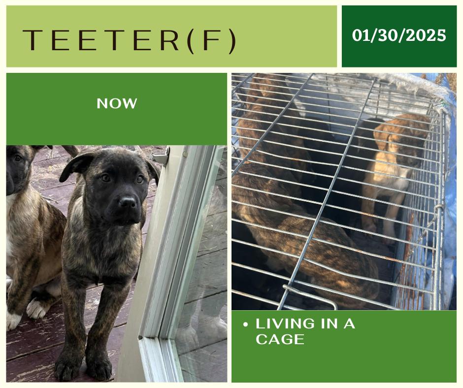 Teeter, an adoptable Mastiff in Edmonton, AB, T5Y 3N6 | Photo Image 2