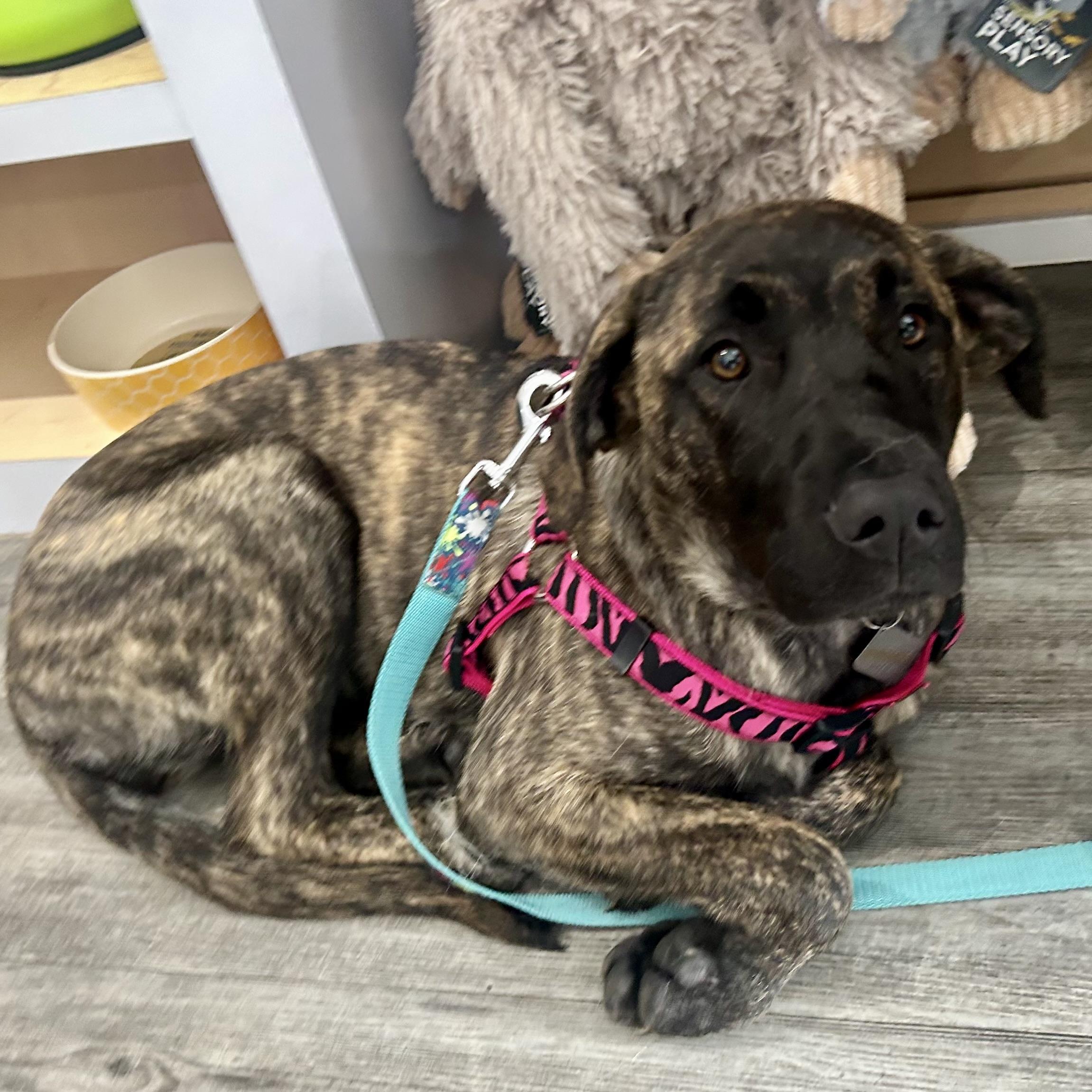 Teeter, an adoptable Mastiff in Edmonton, AB, T5Y 3N6 | Photo Image 1