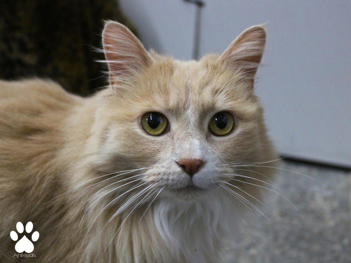 Honey, a ADOPTABLE Domestic Long Hair in Missoula, MT image 4/4