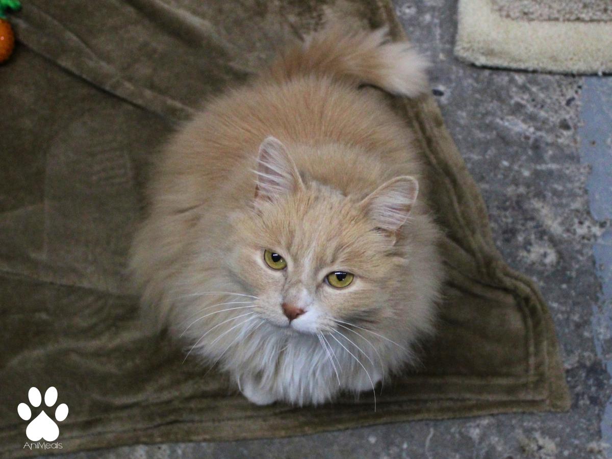 Honey, a ADOPTABLE Domestic Long Hair in Missoula, MT image 3/4