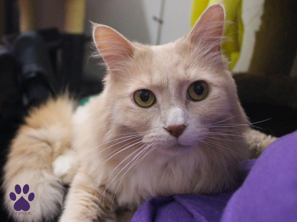 Honey, a ADOPTABLE Domestic Long Hair in Missoula, MT image 2/4