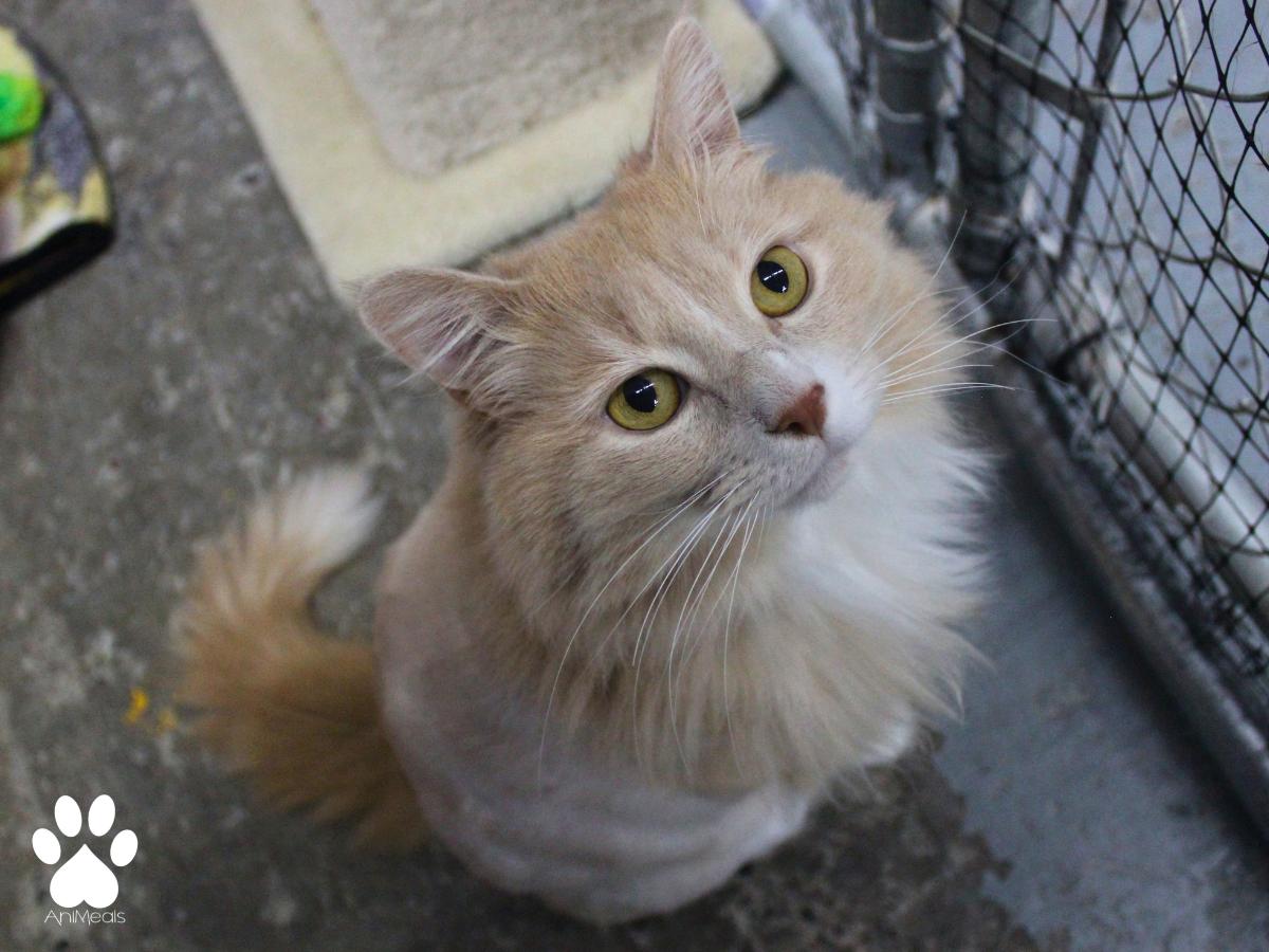 Honey, ADOPTABLE, Adult Female Domestic Long Hair.
