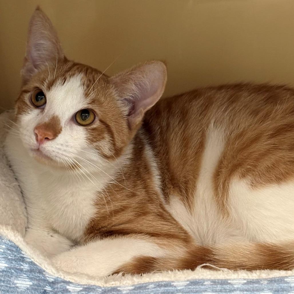 Kingston, Adoptable, Young Male Domestic Short Hair.