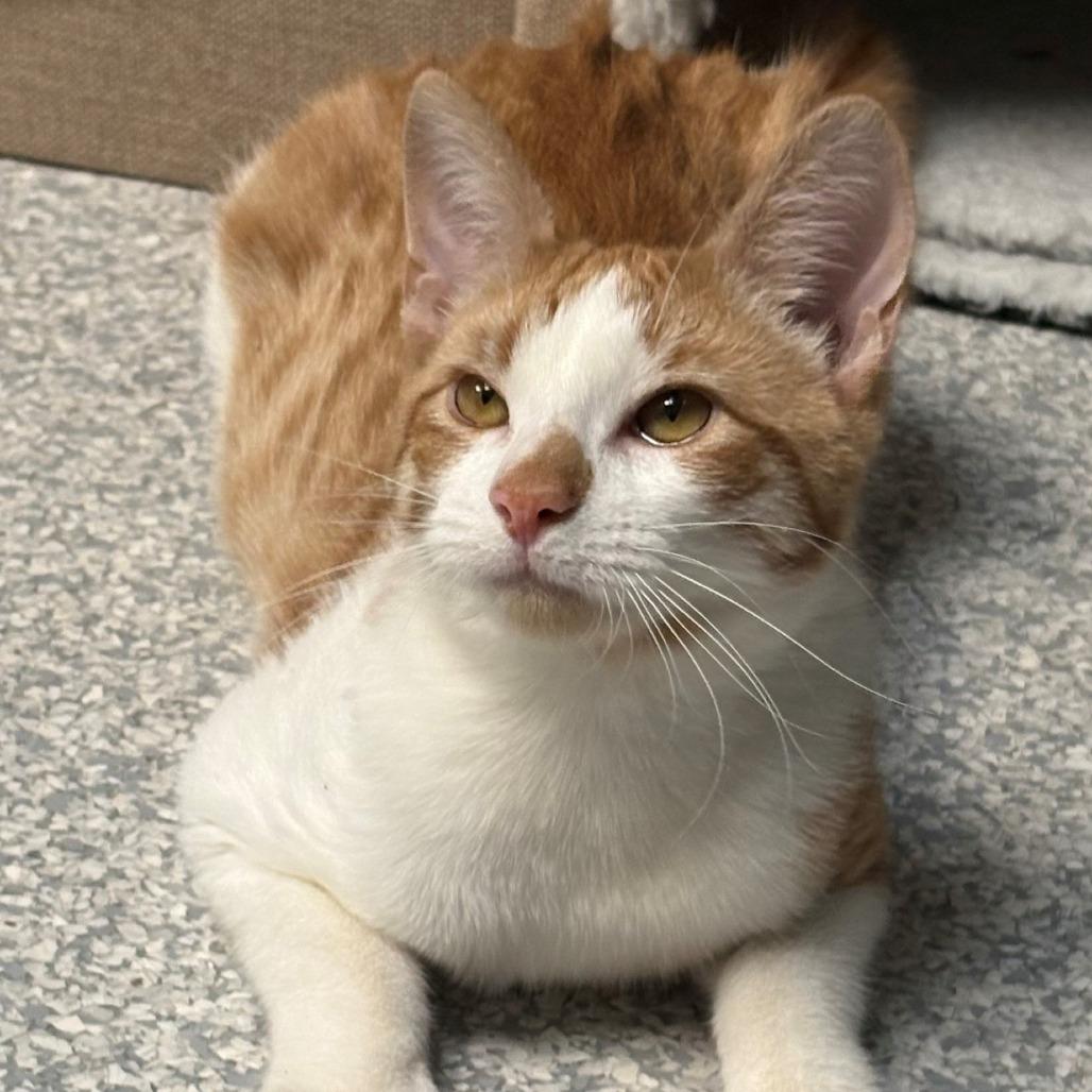 Kingston, Adoptable, Young Male Domestic Short Hair.