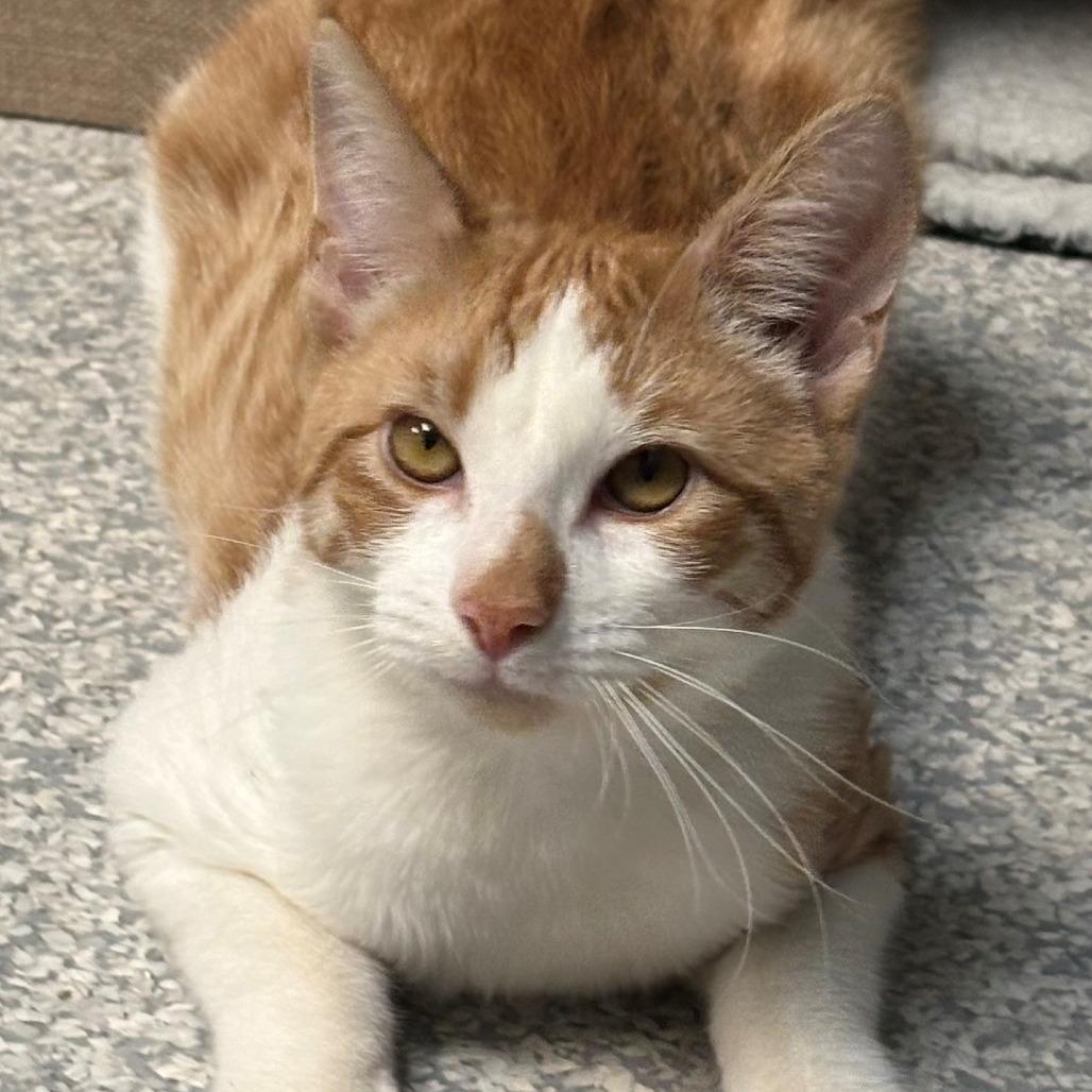 Enlarge Kingston, a Adoptable Domestic Short Hair in East Hanover, NJ image 2/6