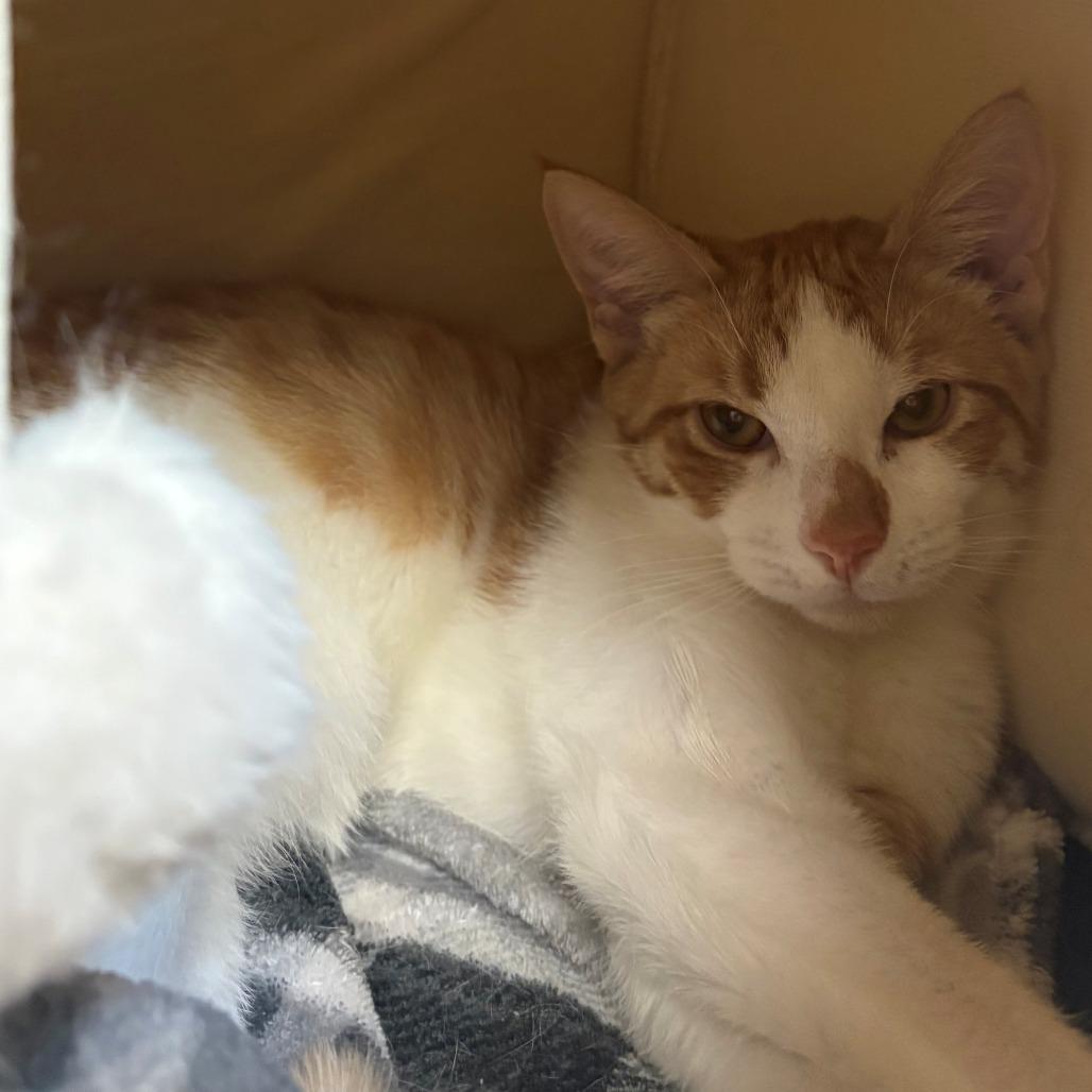 Enlarge Kingston, a Adoptable Domestic Short Hair in East Hanover, NJ image 3/6