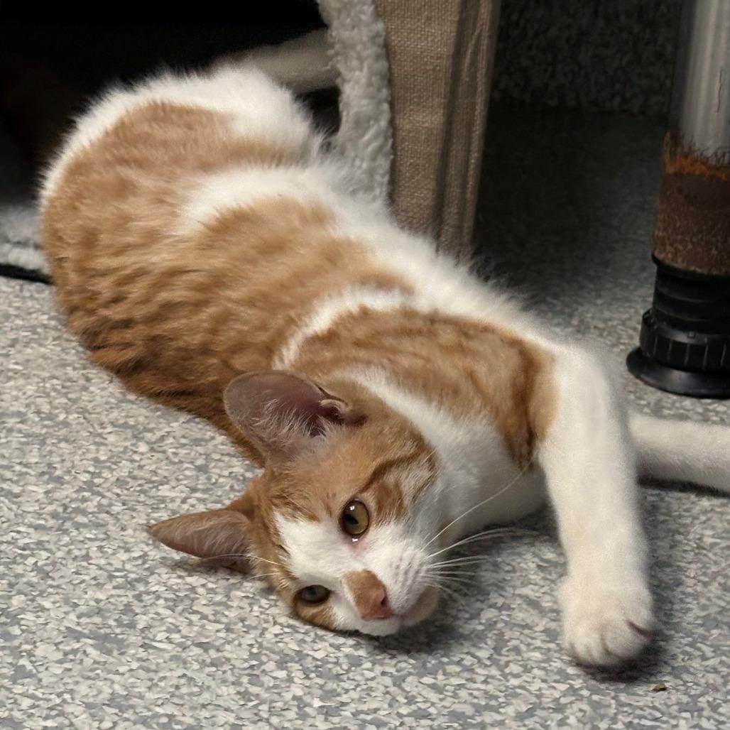 Enlarge Kingston, a Adoptable Domestic Short Hair in East Hanover, NJ image 4/6