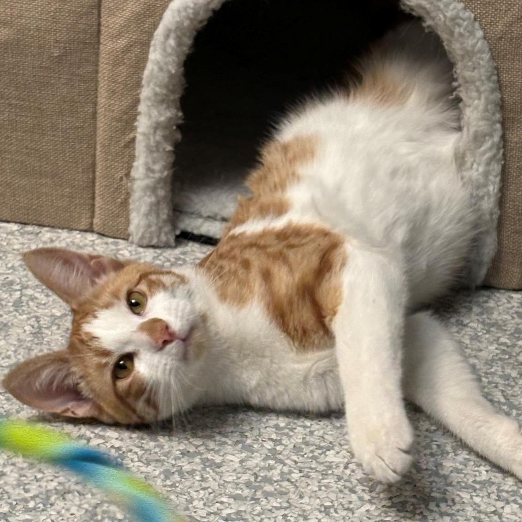 Enlarge Kingston, a Adoptable Domestic Short Hair in East Hanover, NJ image 5/6