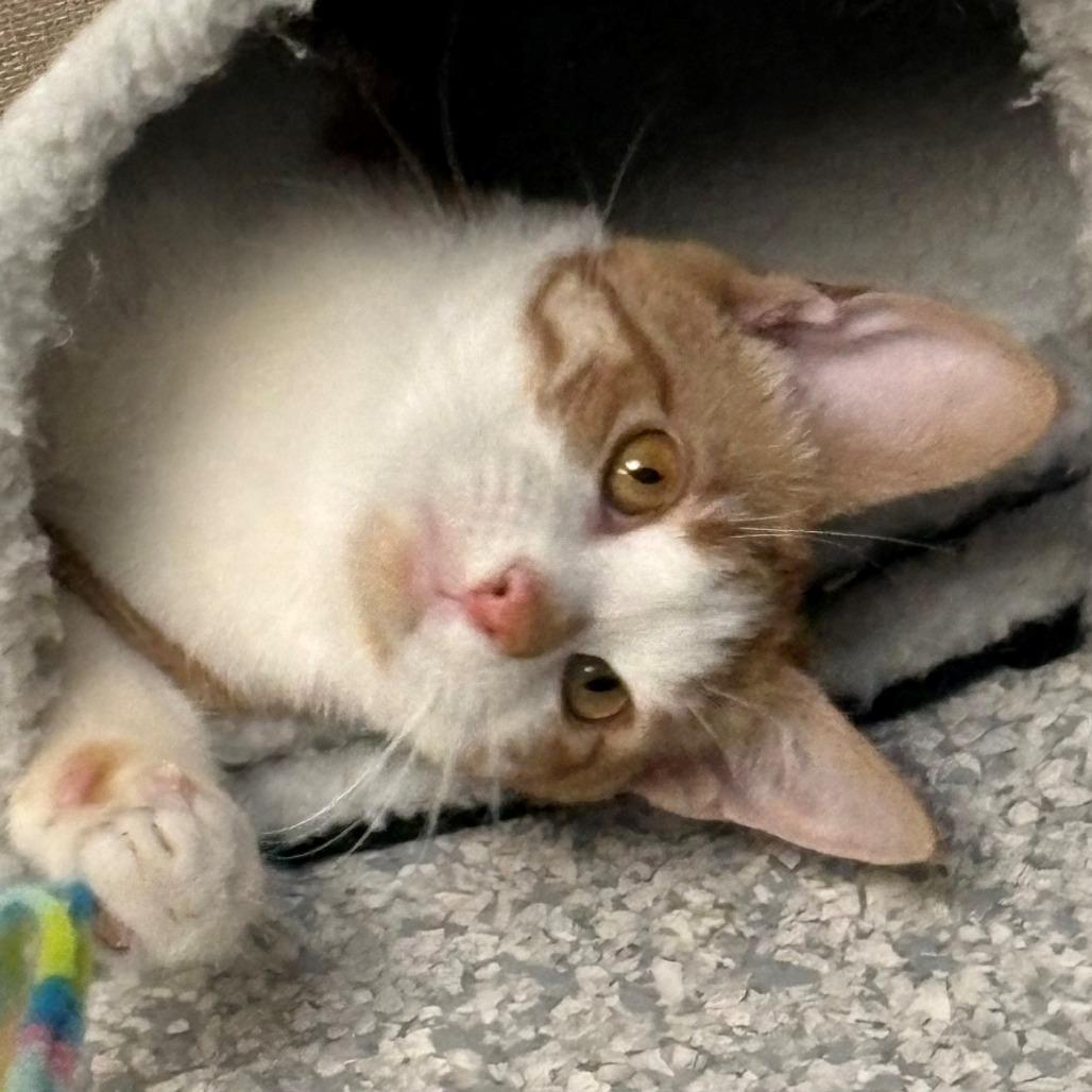 Enlarge Kingston, a Adoptable Domestic Short Hair in East Hanover, NJ image 6/6