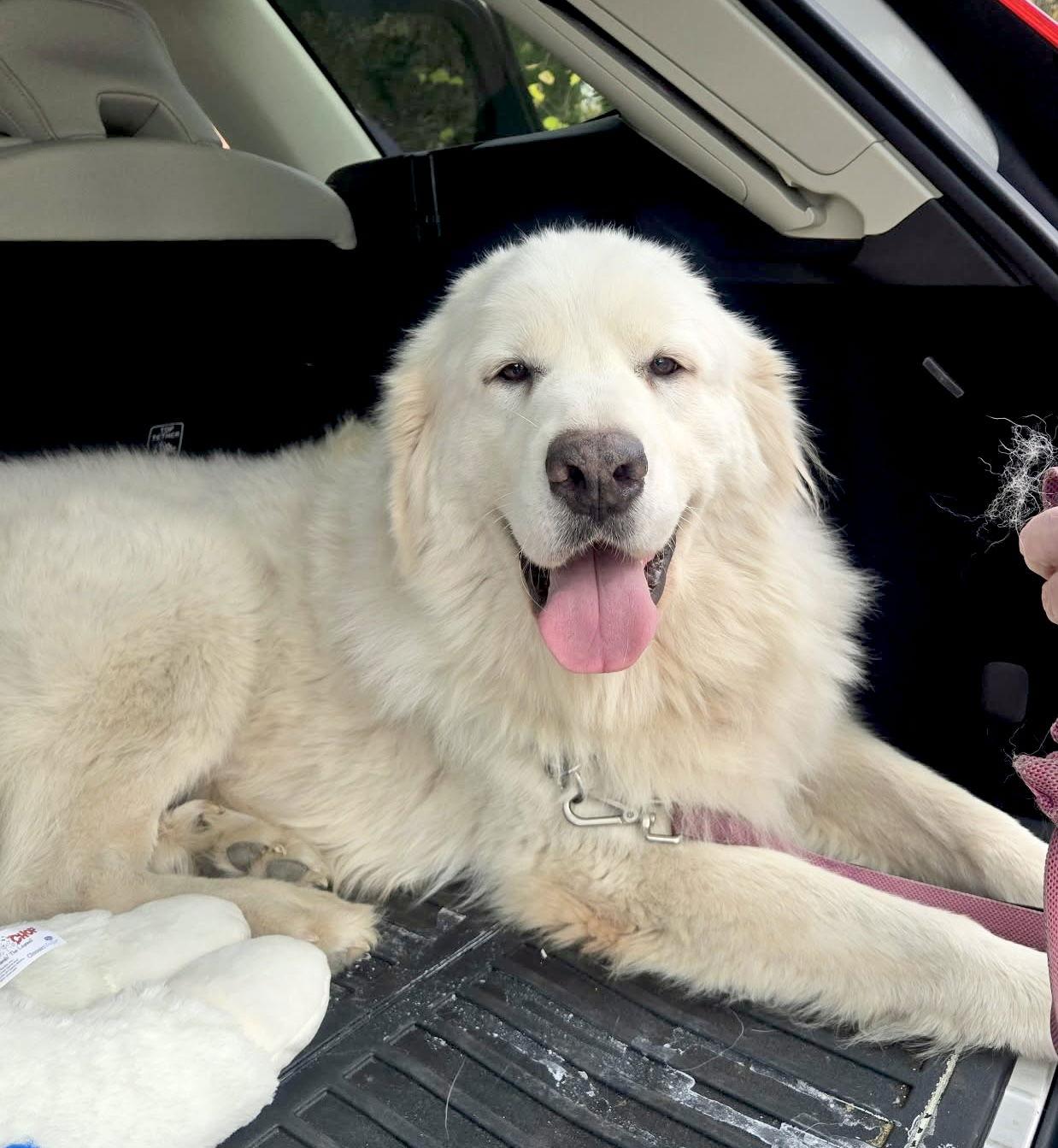 Celeste — thumbnail 3