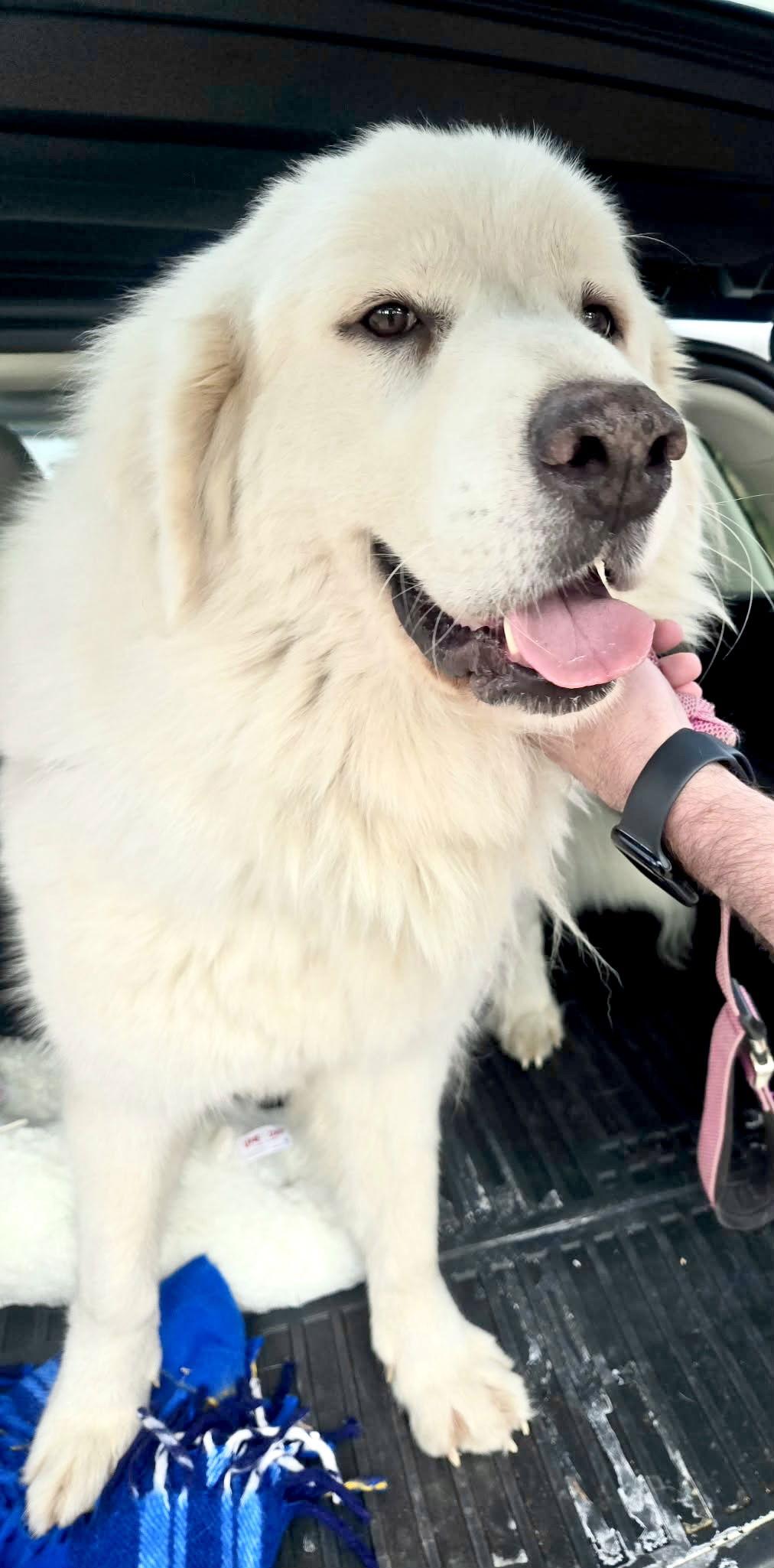 Celeste — thumbnail 5