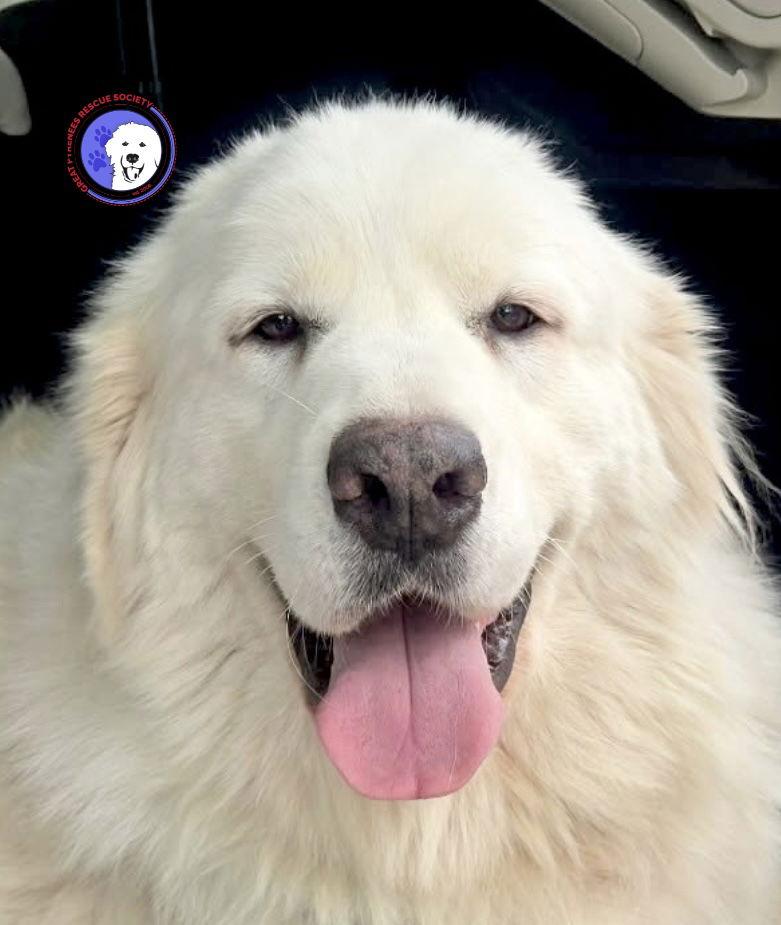 Celeste — thumbnail 6