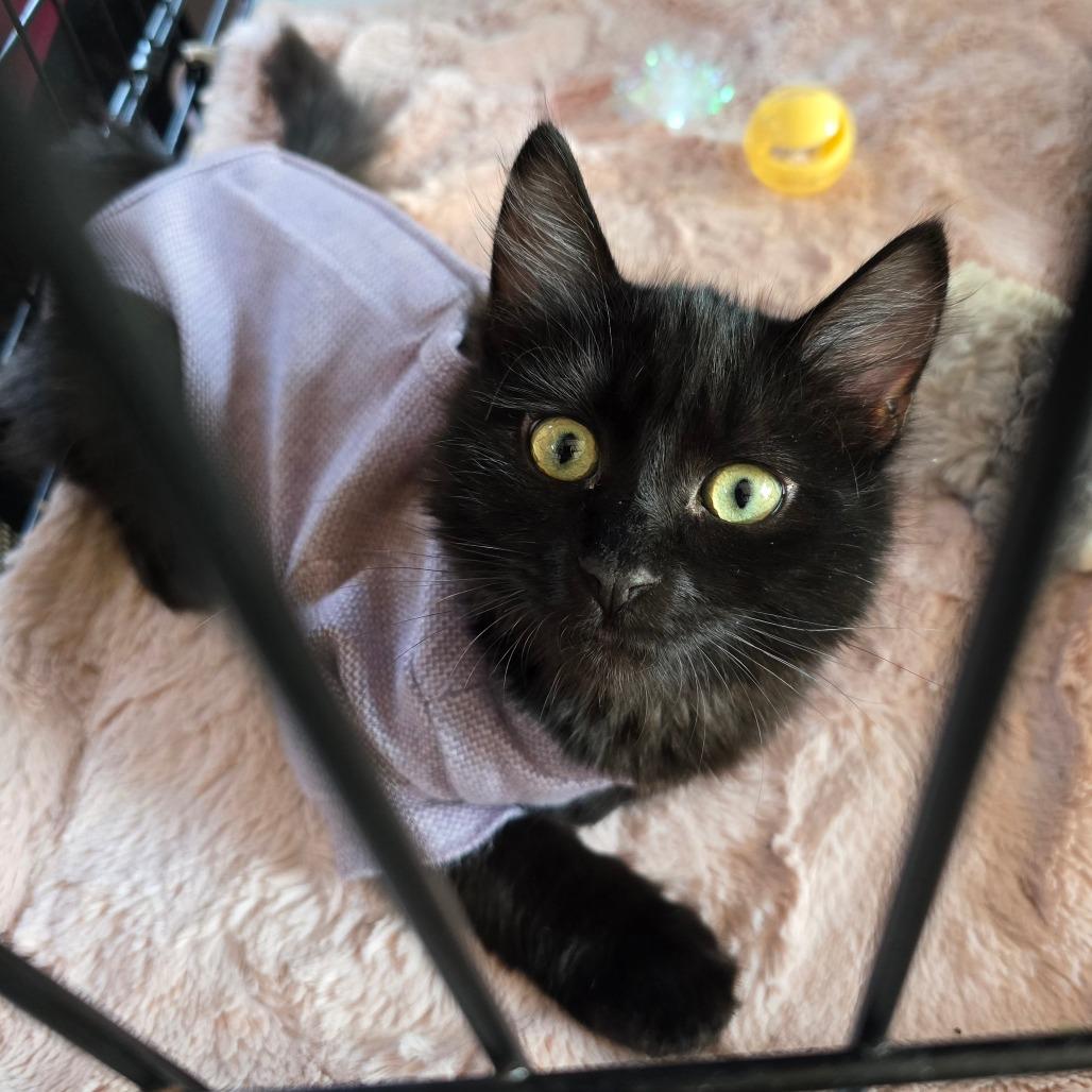 Enlarge Ink Blot, a Adoptable Domestic Long Hair in Jacksonville, OR image 2/3