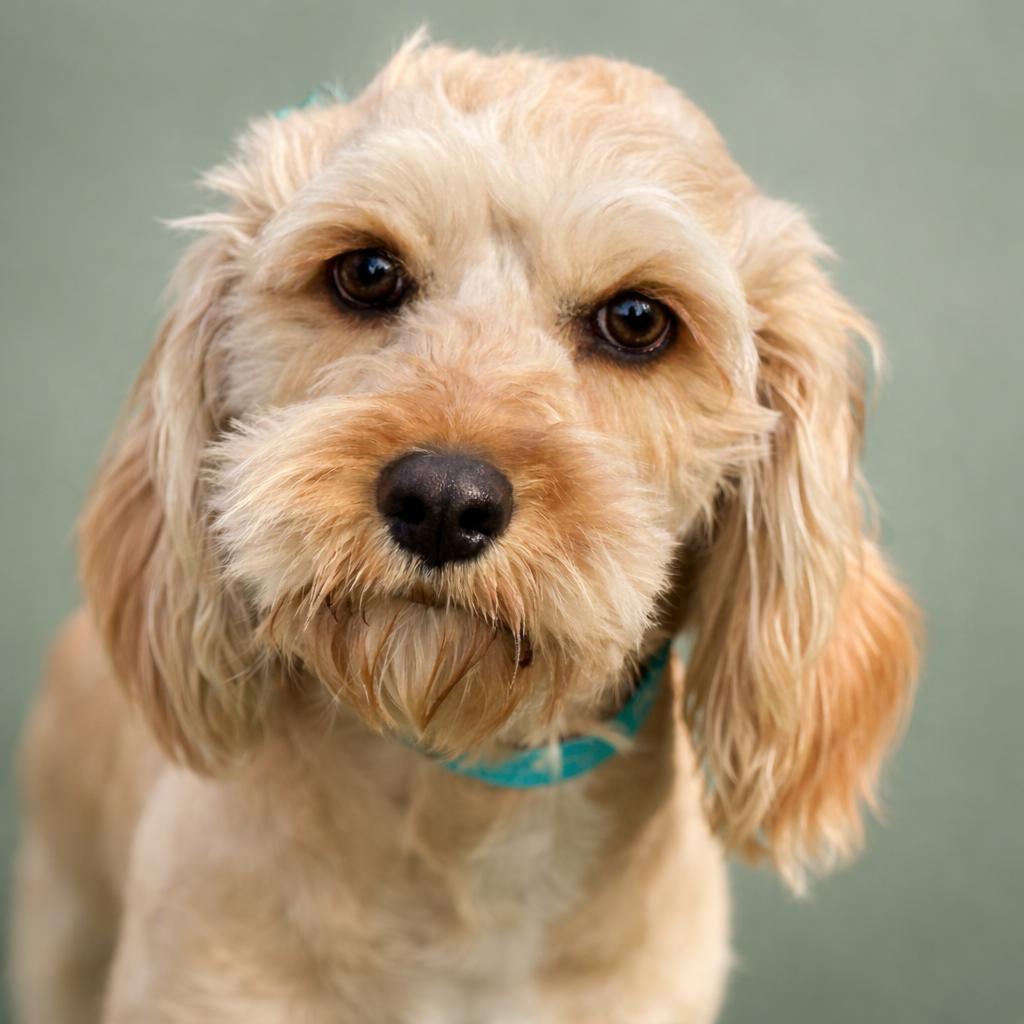 Enlarge Hera - ready for a fresh start, a Adoptable mixed breed in Austin, TX image 2/6