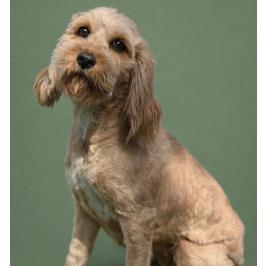 Hera - ready for a fresh start, Adoptable, Young Female Terrier & Schnauzer.