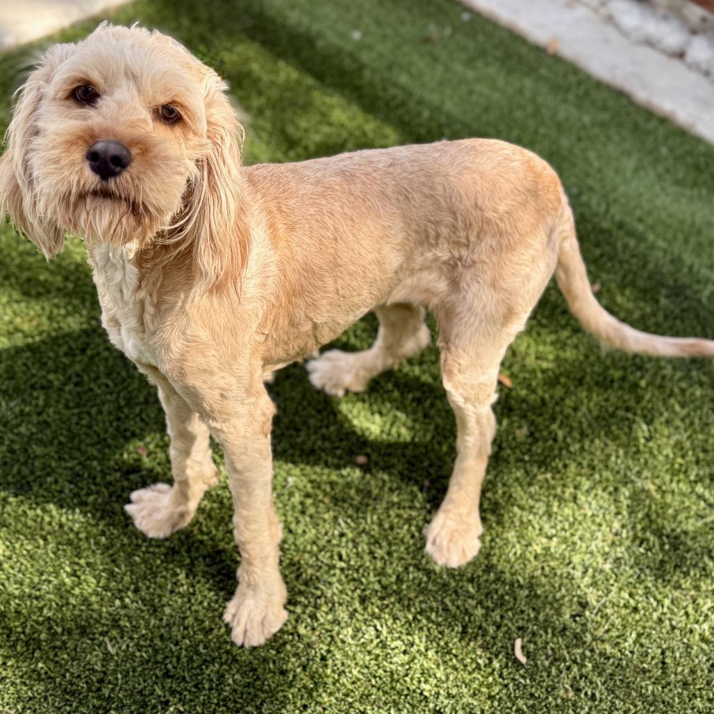 Enlarge Hera - ready for a fresh start, a Adoptable mixed breed in Austin, TX image 3/6