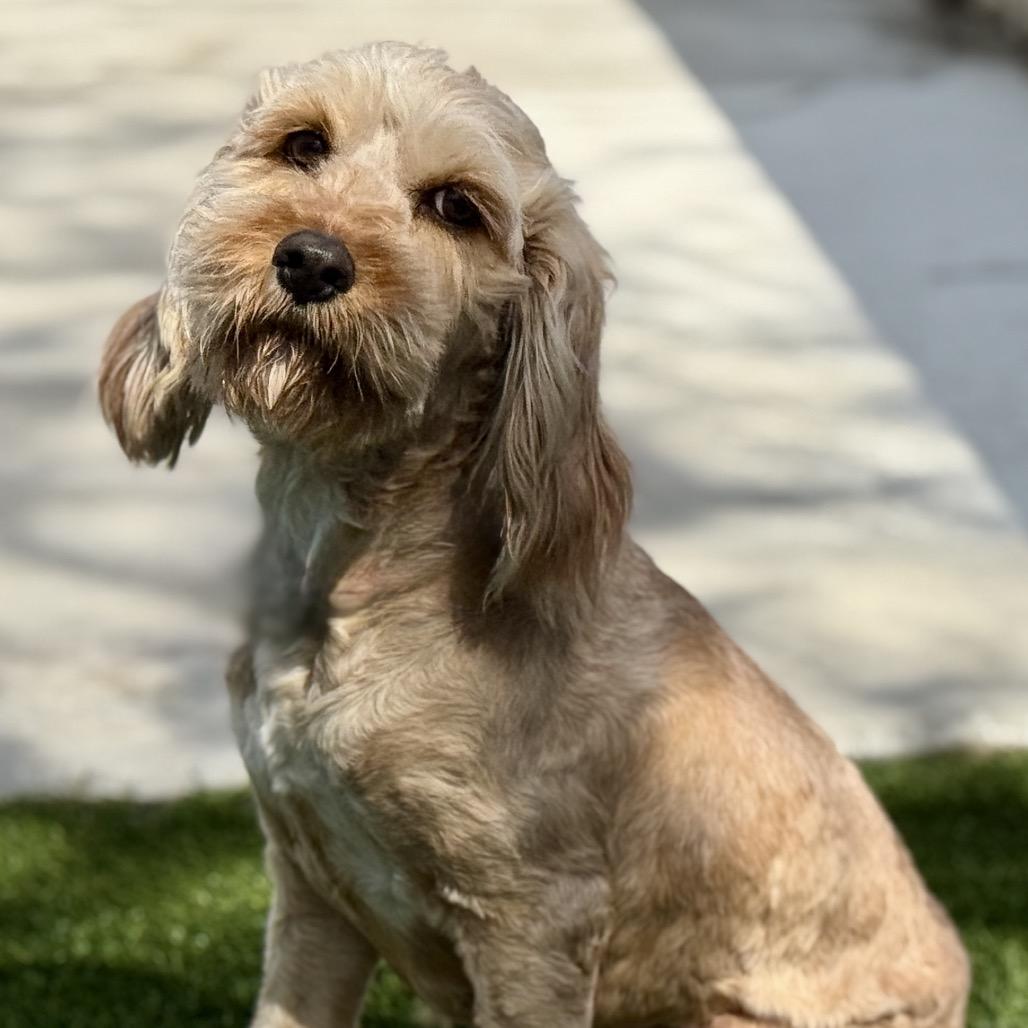 Enlarge Hera - ready for a fresh start, a Adoptable mixed breed in Austin, TX image 4/6