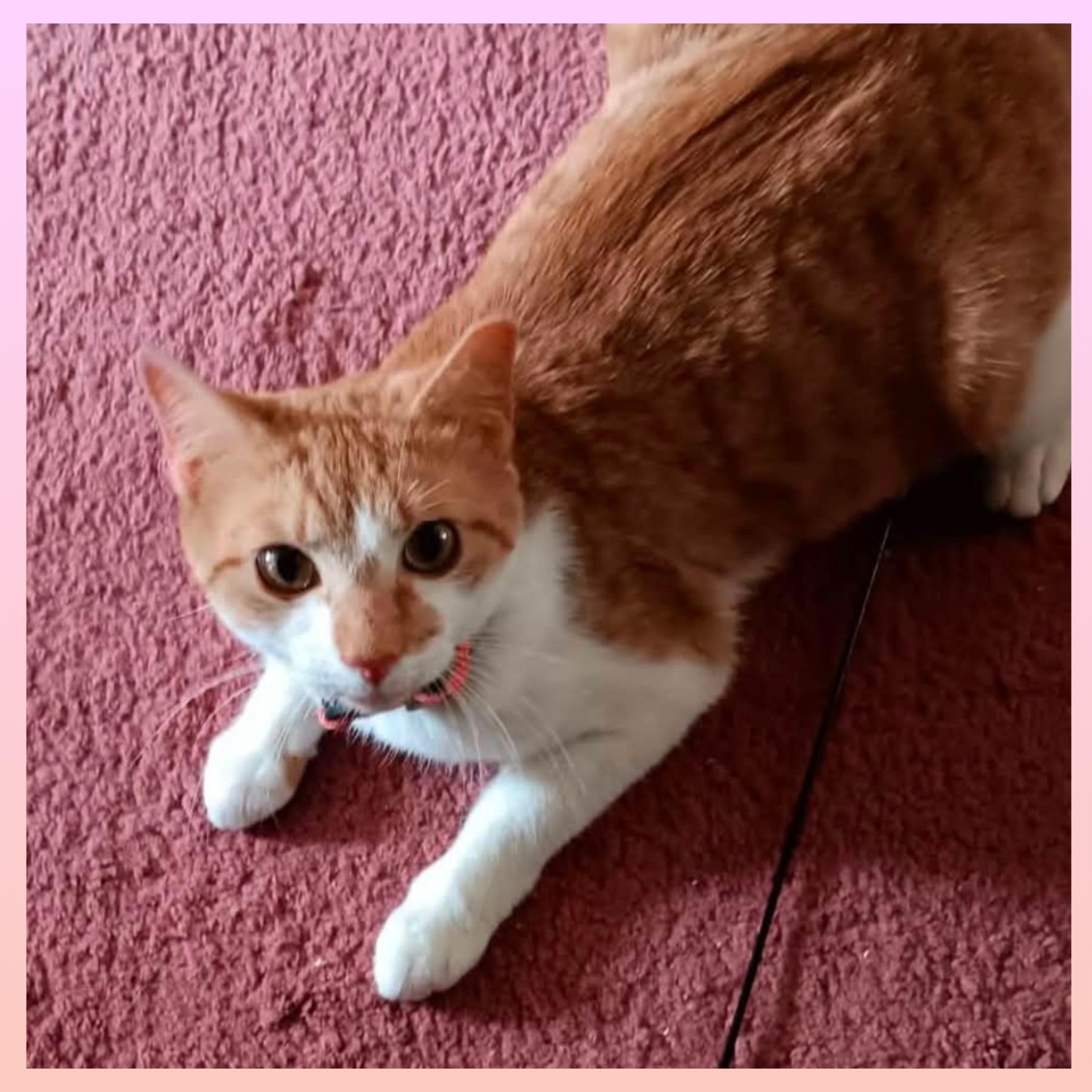 Sandy, an adopted Domestic Short Hair in Lansdowne, PA image 4/4