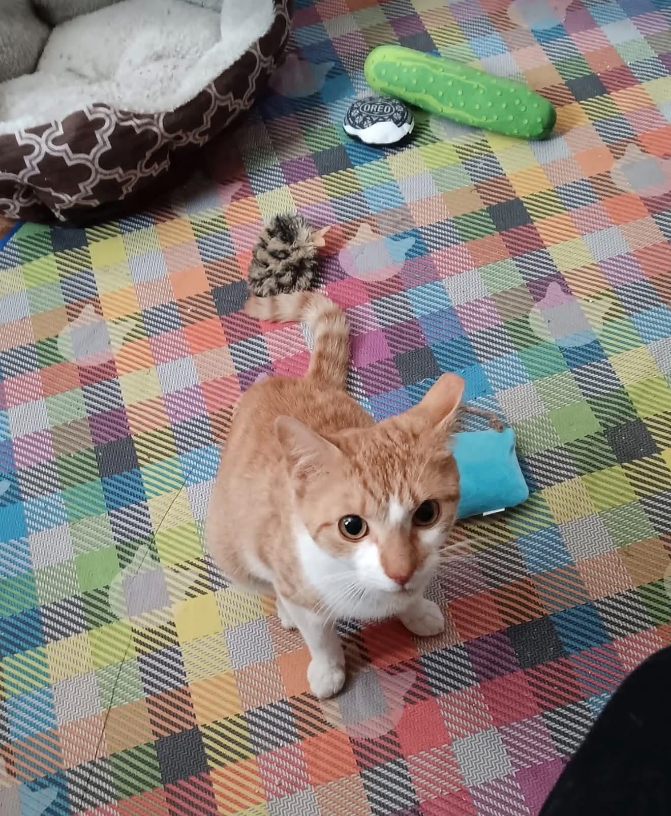 Sandy, an adopted Domestic Short Hair in Lansdowne, PA image 3/4