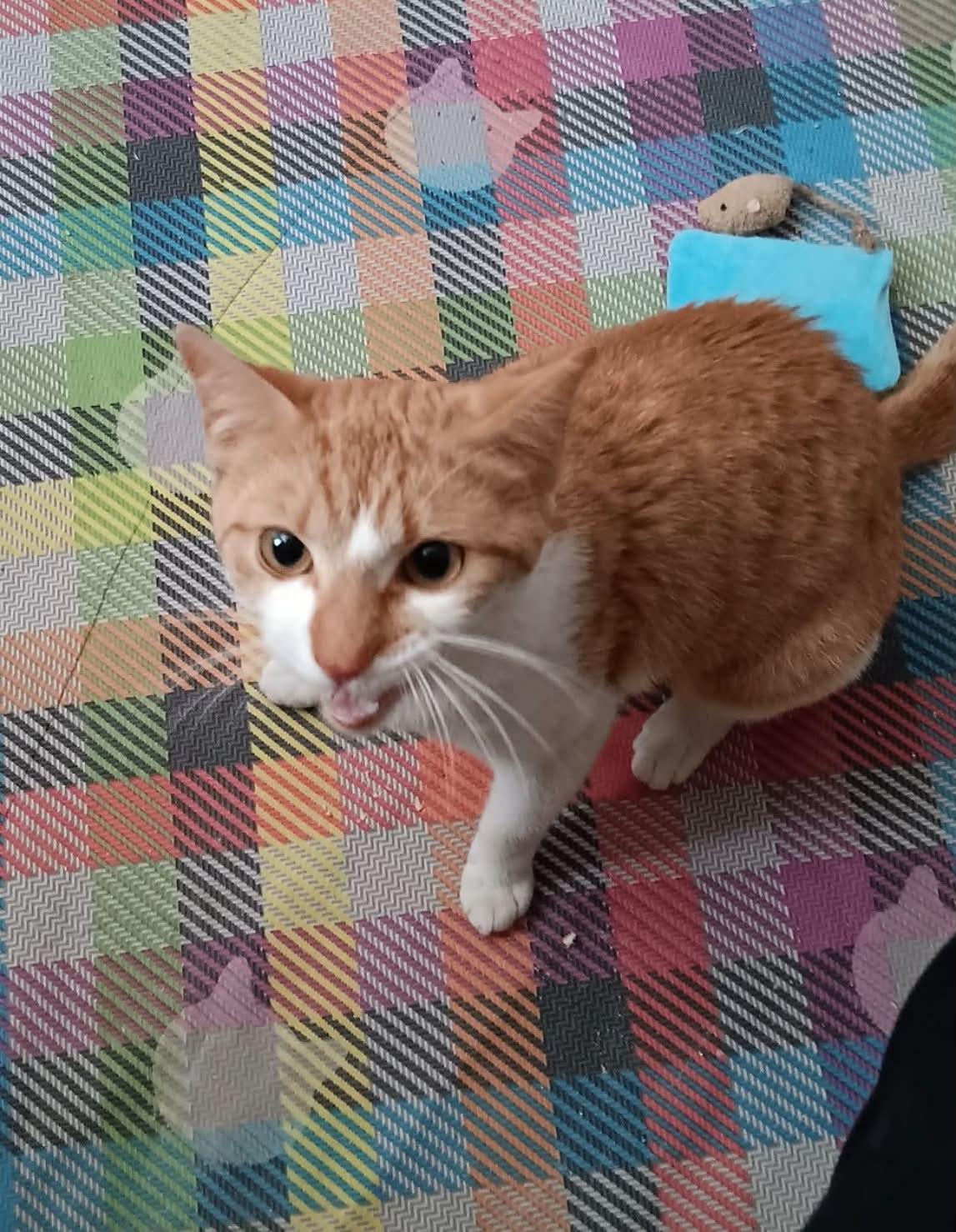 Sandy, adopted, Adult Female Domestic Short Hair.