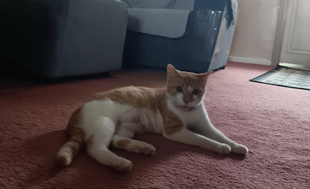 Sandy, an adopted Domestic Short Hair in Lansdowne, PA image 2/4