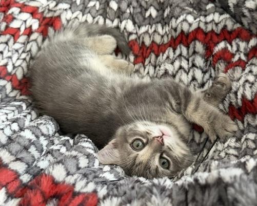 Ann-Renée, an adopted Tabby in Stanstead, QC image 2/4