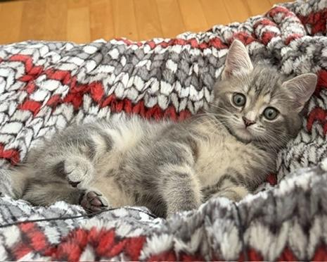 Ann-Renée, an adopted Tabby in Stanstead, QC image 3/4