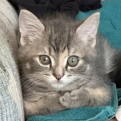 Ann-Renée, adopted, Kitten Female Tabby.