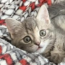 Ann-Renée, an adopted Tabby in Stanstead, QC image 4/4