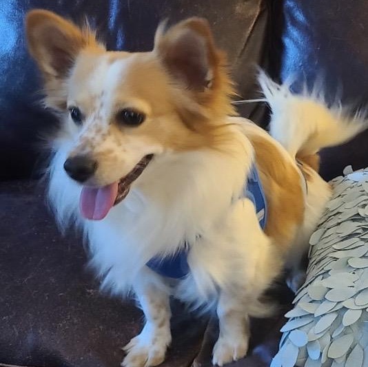 Enlarge Cute Cheerio , an adopted Papillon in Purcellville, VA image 1/5