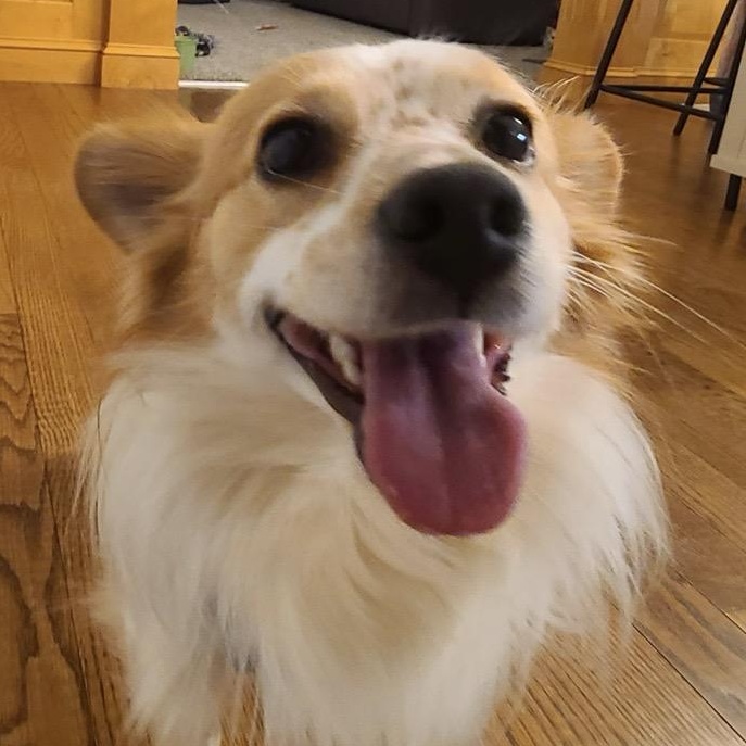Enlarge Cute Cheerio , an adoptable Papillon in Alexandria, VA image 3/5