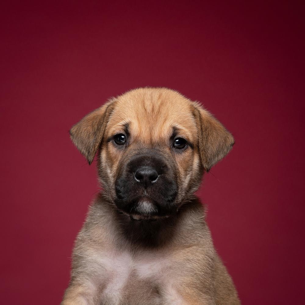 Jim (Dynamic Duo Litter), Adoptable, Puppy Male Labrador Retriever & Shar-Pei.