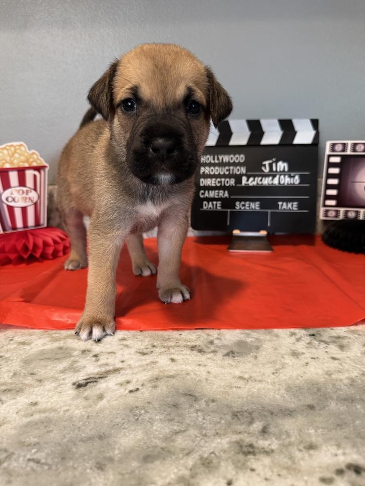 Jim (Dynamic Duo Litter), a Adoptable mixed breed in New Albany, OH image 2/3