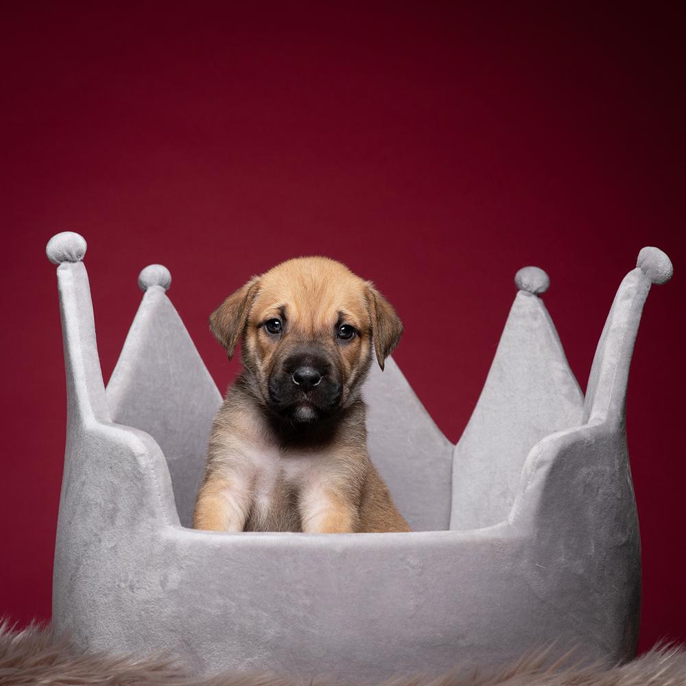 Jim (Dynamic Duo Litter), a Adoptable mixed breed in New Albany, OH image 3/3