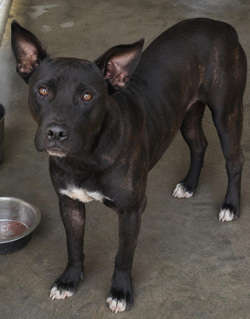 Midnight, Adoptable, Young Male Pit Bull Terrier.