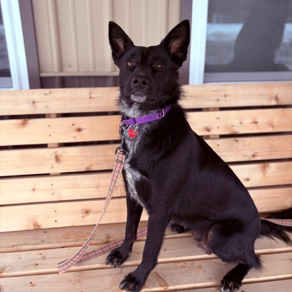 Enlarge Emma, an adoptable mixed breed in Fenton, MI image 4/6