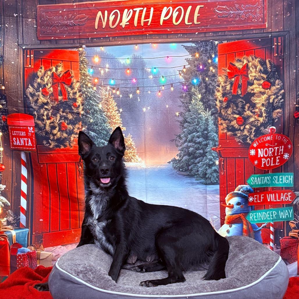 Enlarge Emma, an adoptable mixed breed in Fenton, MI image 1/6