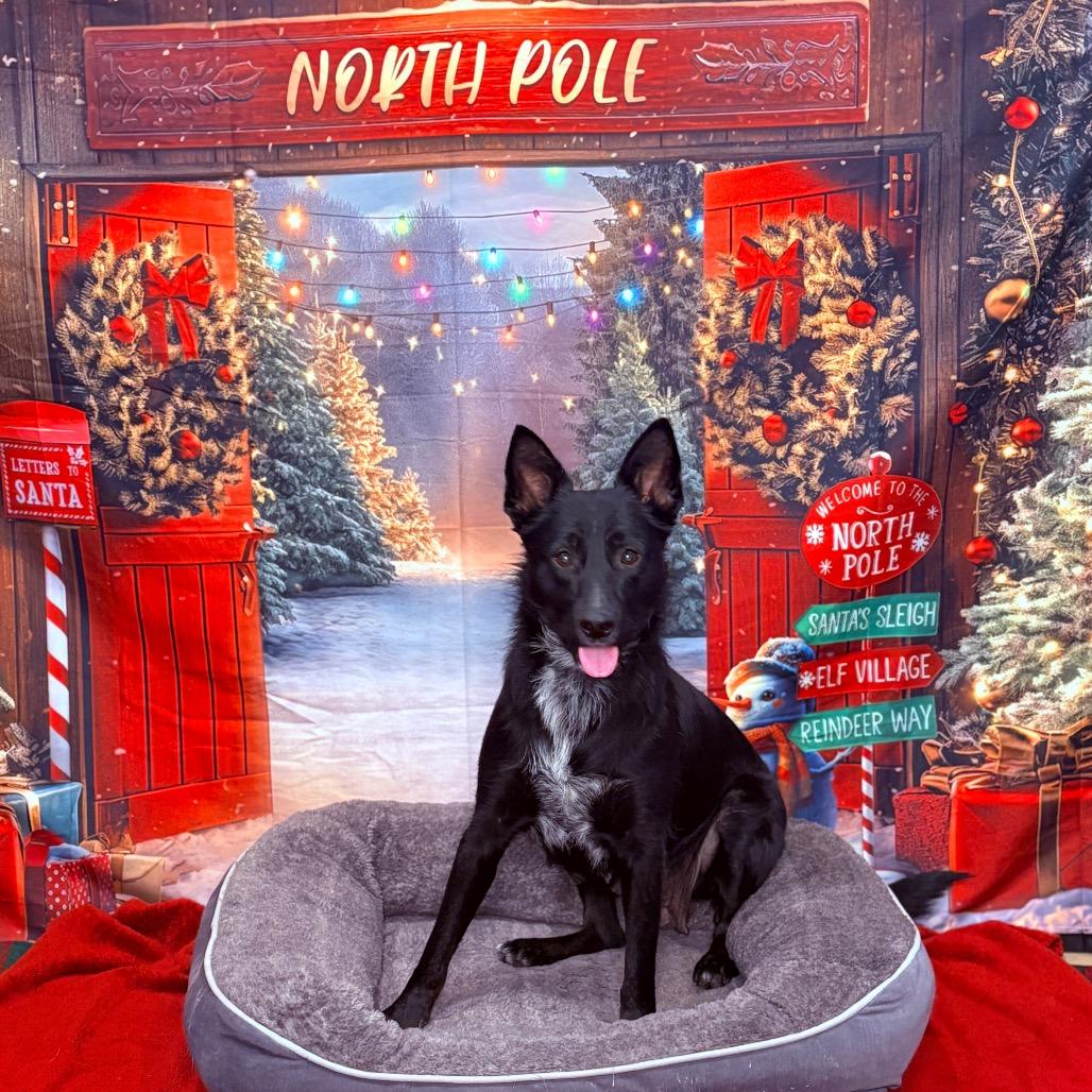 Enlarge Emma, an adoptable mixed breed in Fenton, MI image 5/6