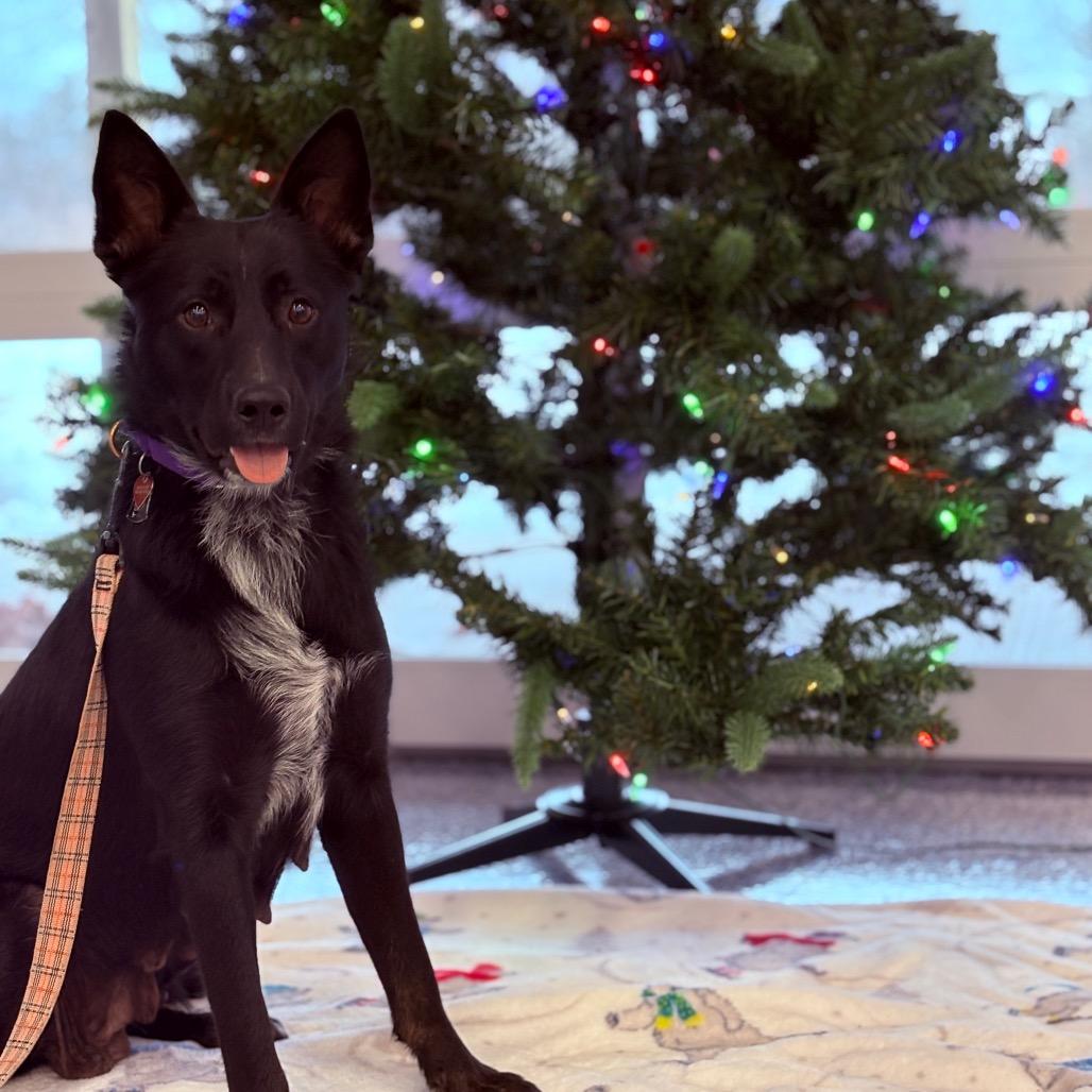 Enlarge Emma, an adoptable mixed breed in Fenton, MI image 3/6