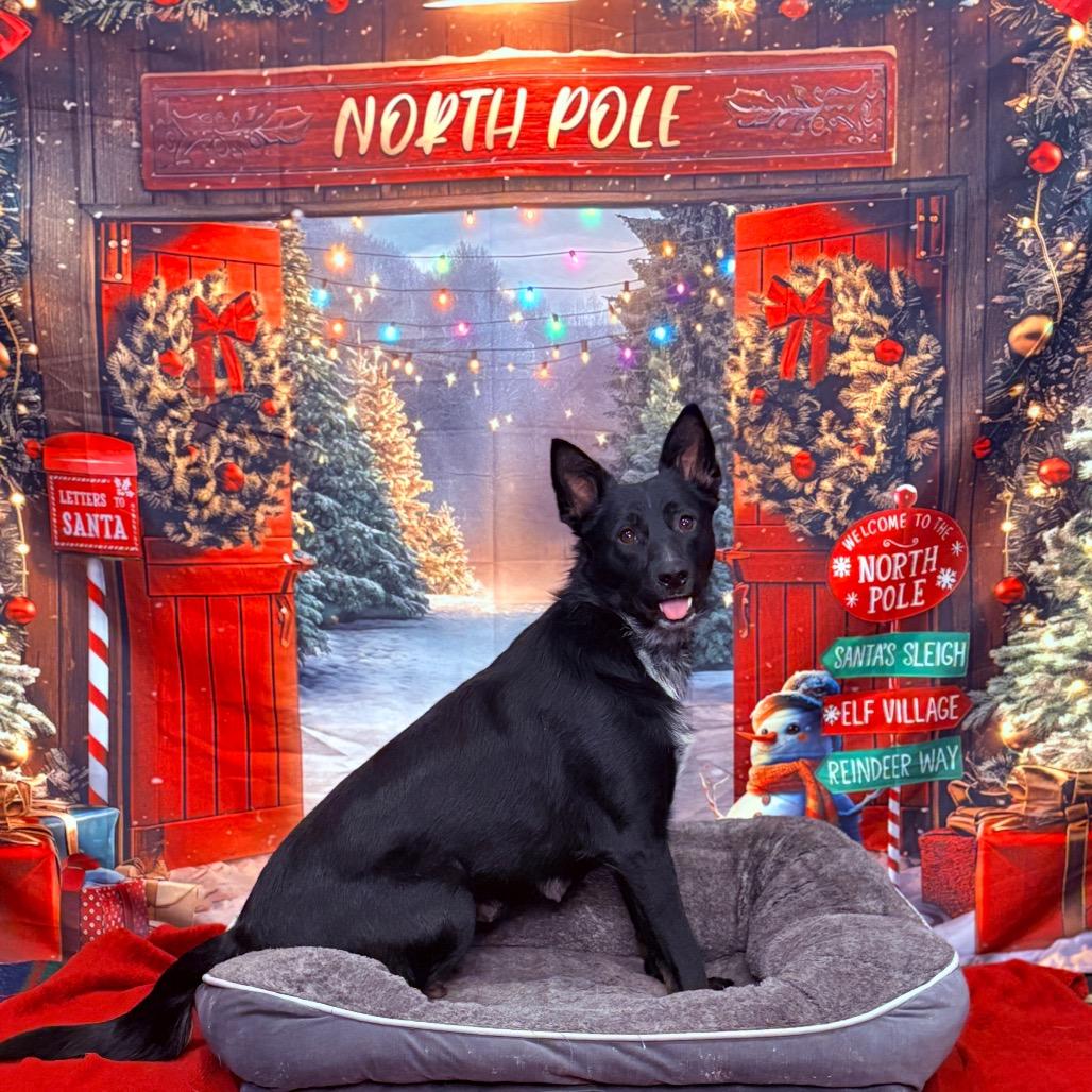 Enlarge Emma, an adoptable mixed breed in Fenton, MI image 2/6