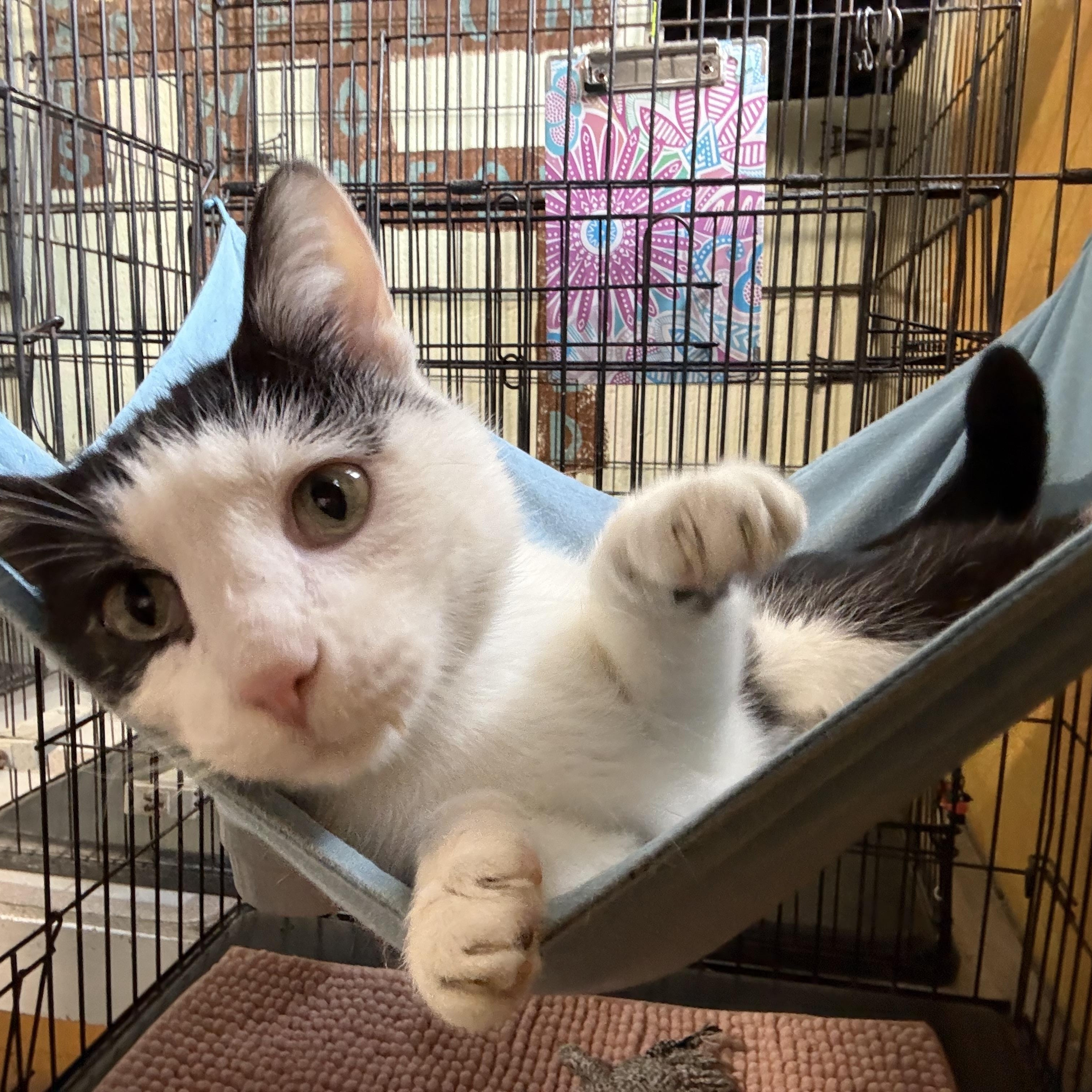 Jackson, a Adoptable Domestic Short Hair in Reeds Spring, MO image 1/2