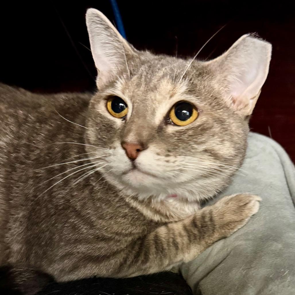 Callie — thumbnail 2